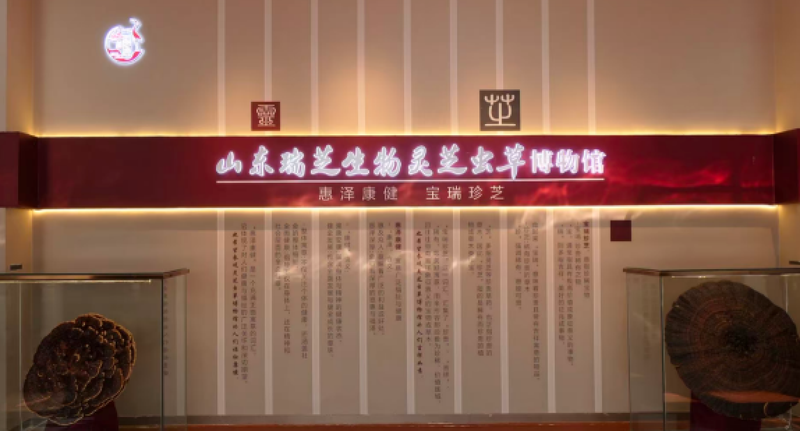灵芝虫草博物馆.png